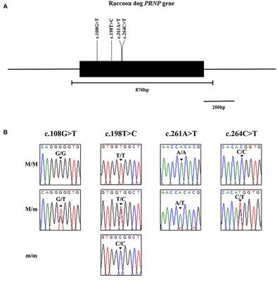 First report of structural characteristics and polymorphisms of the prion protein gene in raccoon dogs: The possibility of prion disease-resistance